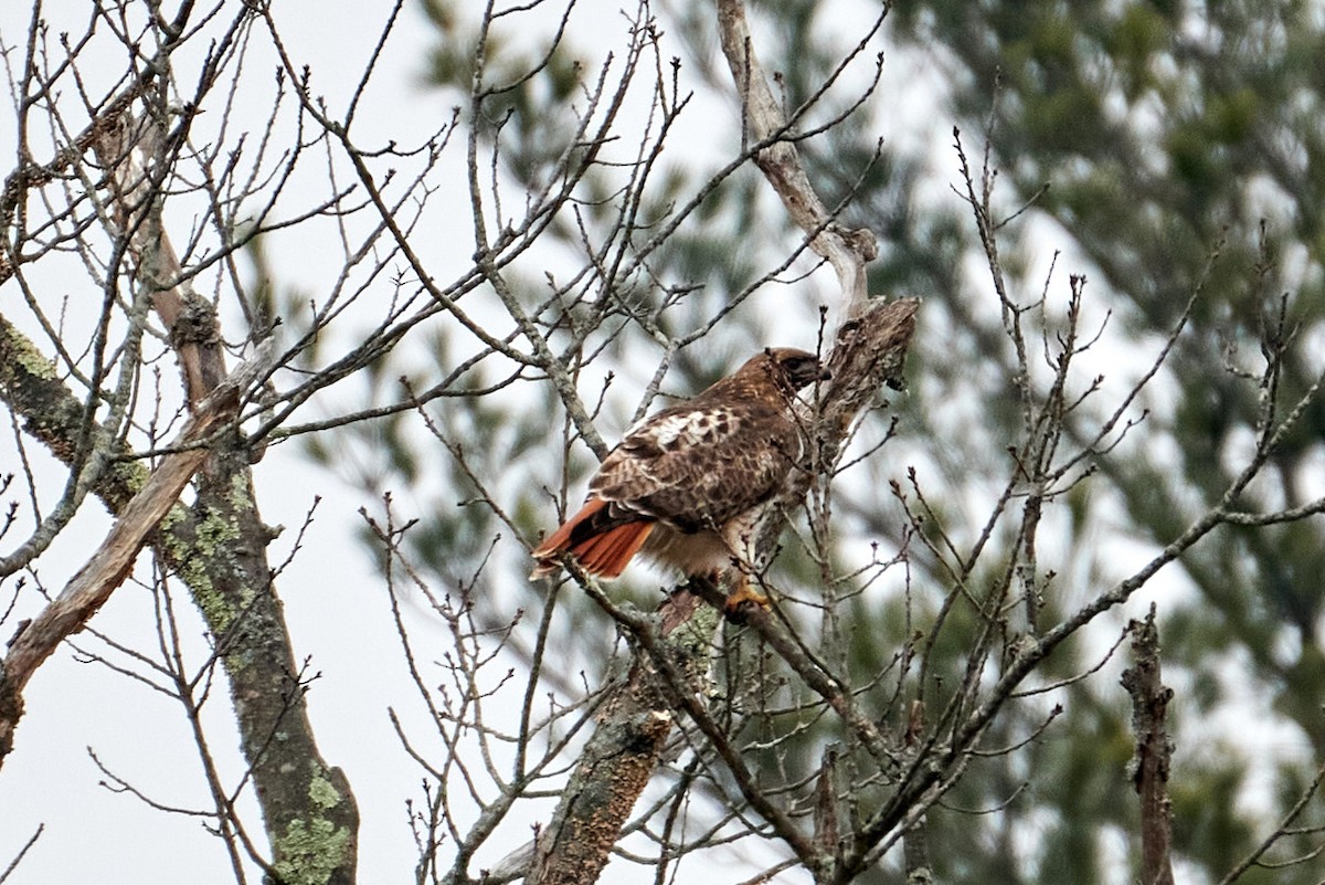 Red-tailed Hawk - Jay Dia