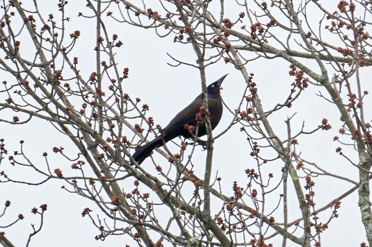 Common Grackle - ML623680734