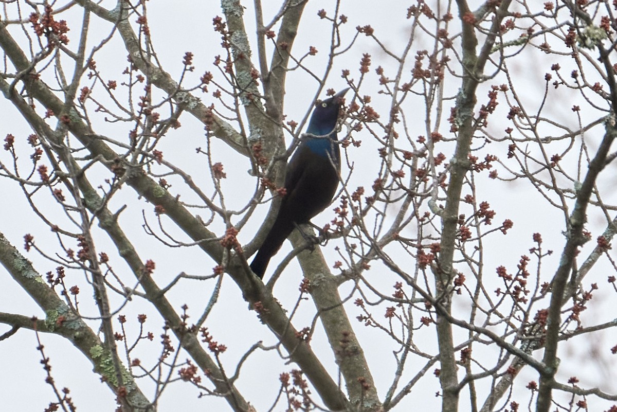 Common Grackle - ML623680741