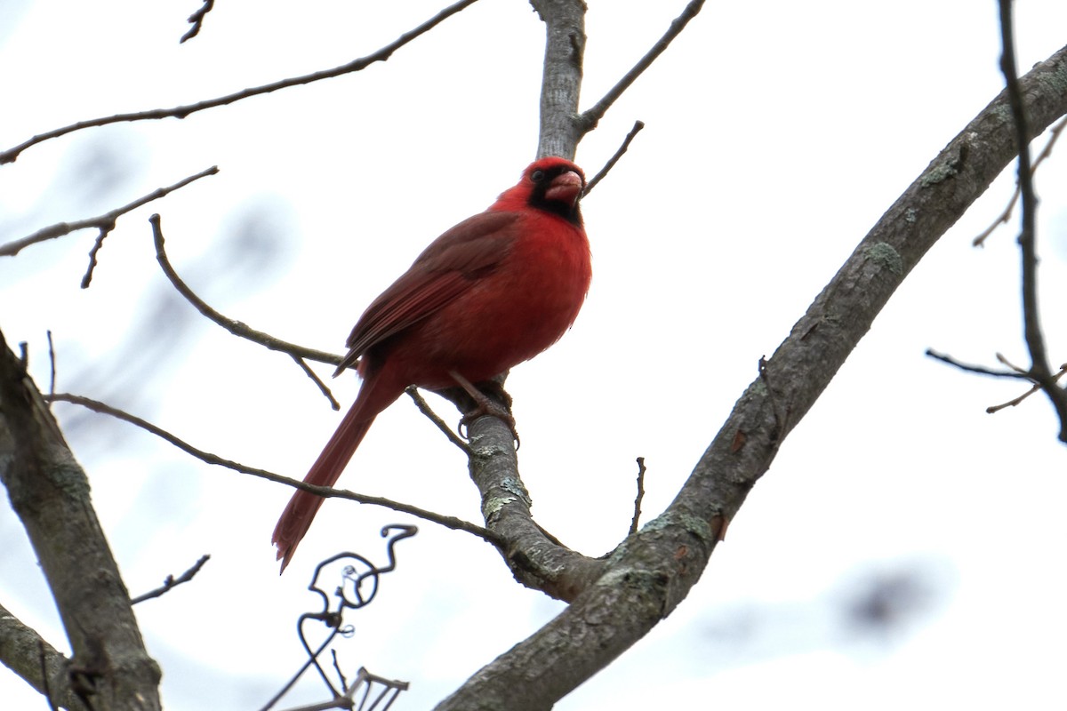 Northern Cardinal - ML623680749