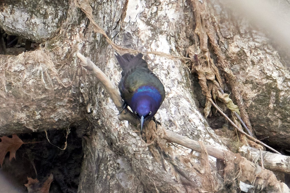 Common Grackle - ML623680752