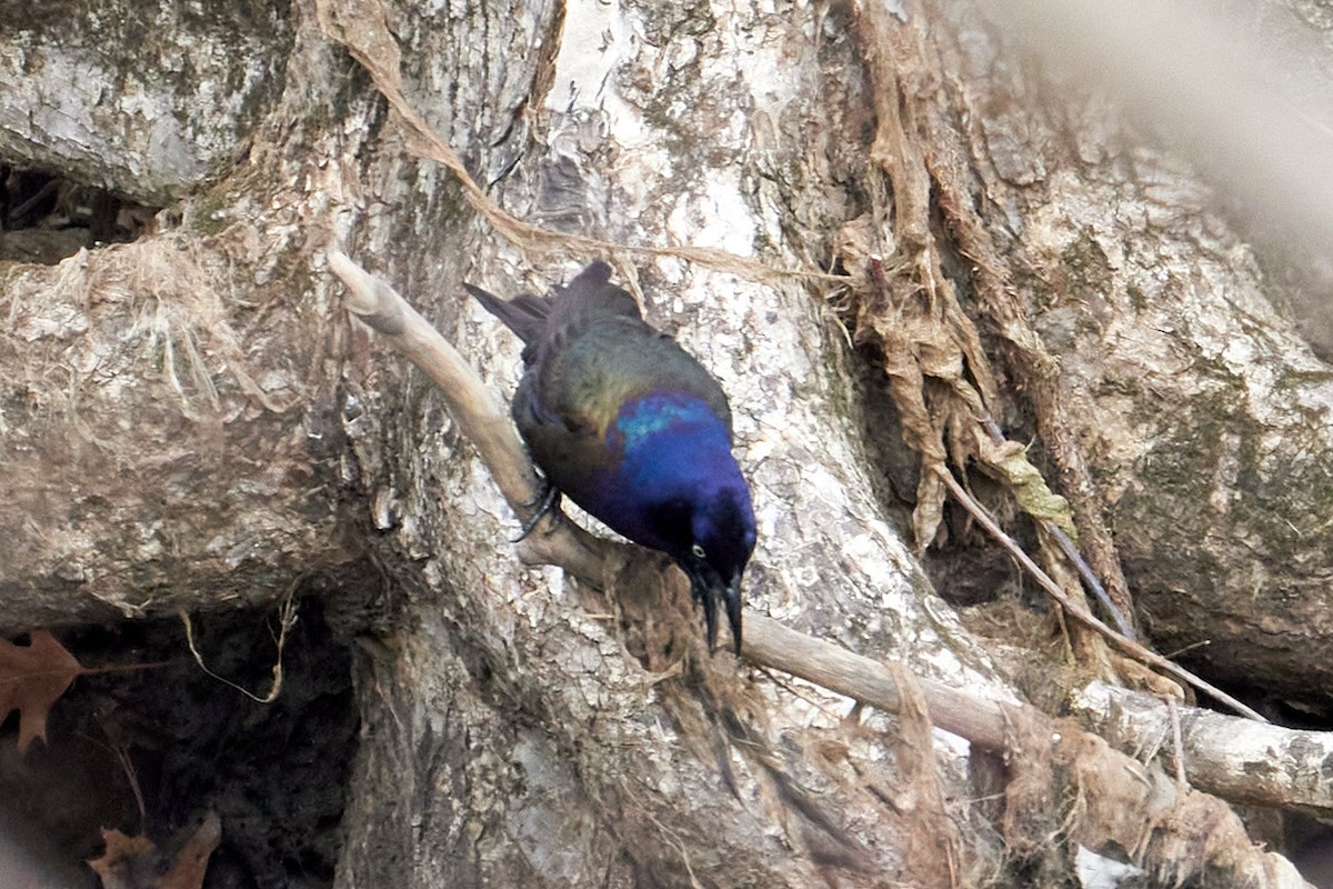 Common Grackle - ML623680759