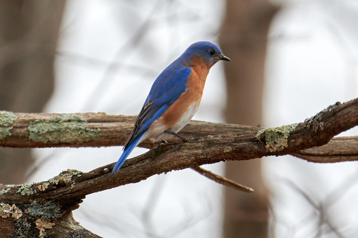 Eastern Bluebird - ML623680770