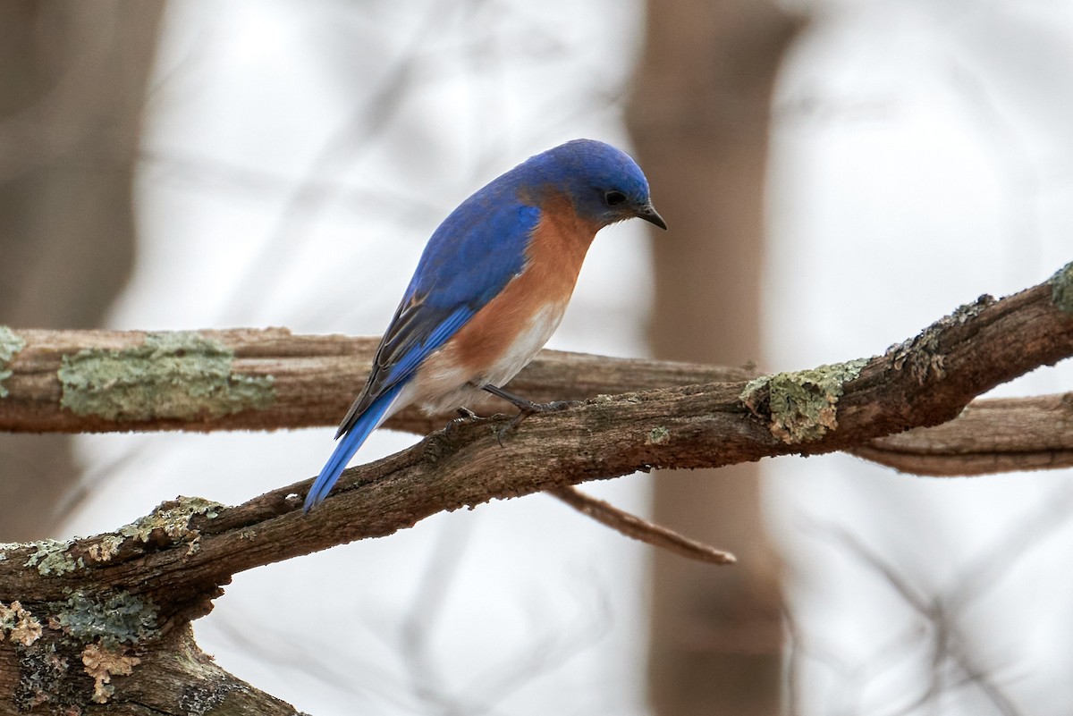 Eastern Bluebird - ML623680771