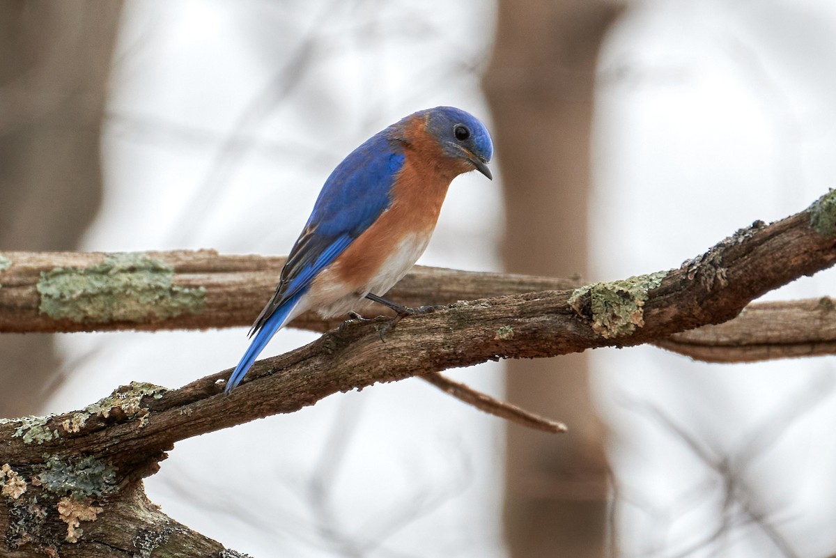 Eastern Bluebird - ML623680774