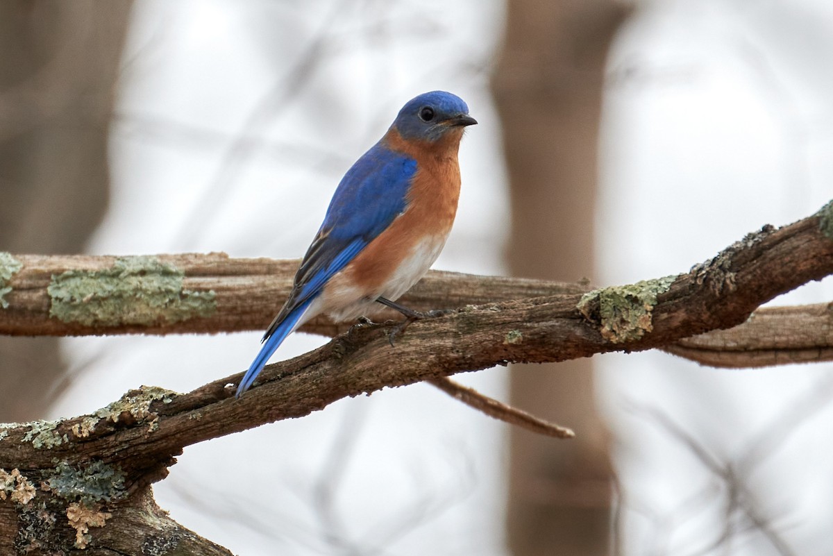 Eastern Bluebird - ML623680775