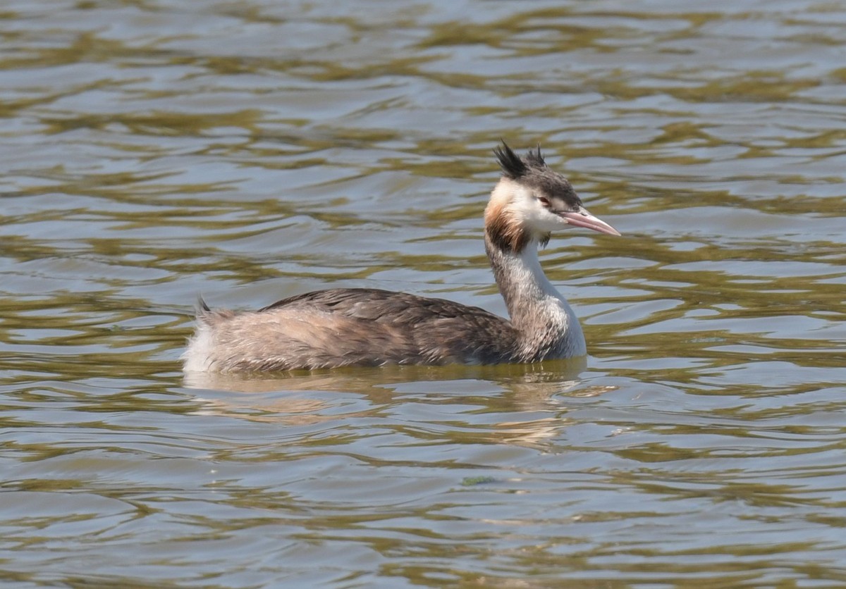 potápka roháč - ML623680786