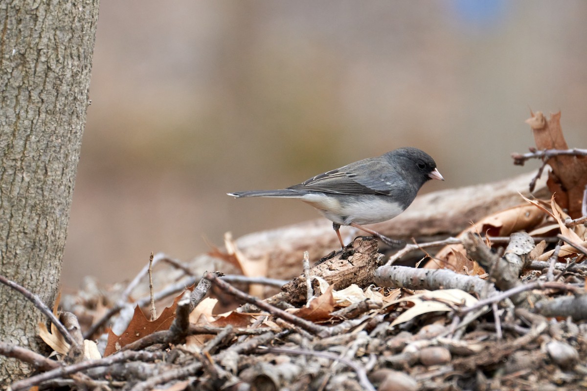 Dark-eyed Junco (Slate-colored) - ML623680788