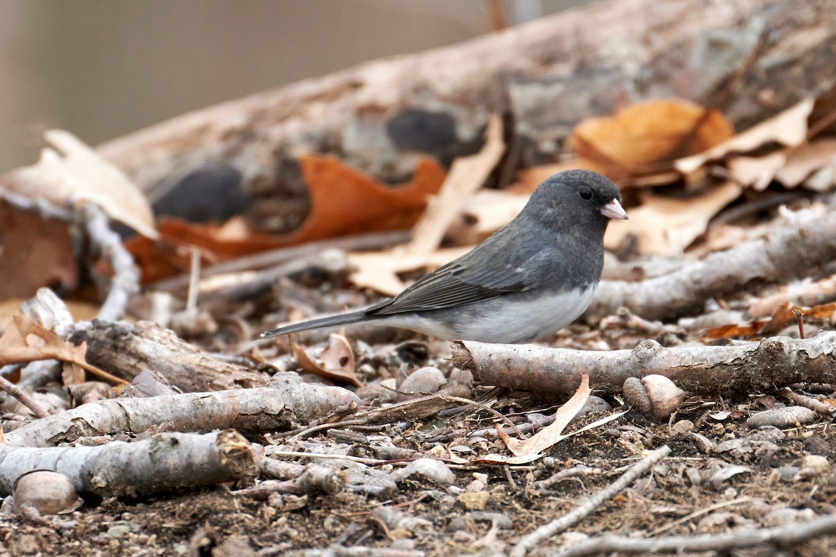 Dark-eyed Junco (Slate-colored) - ML623680790