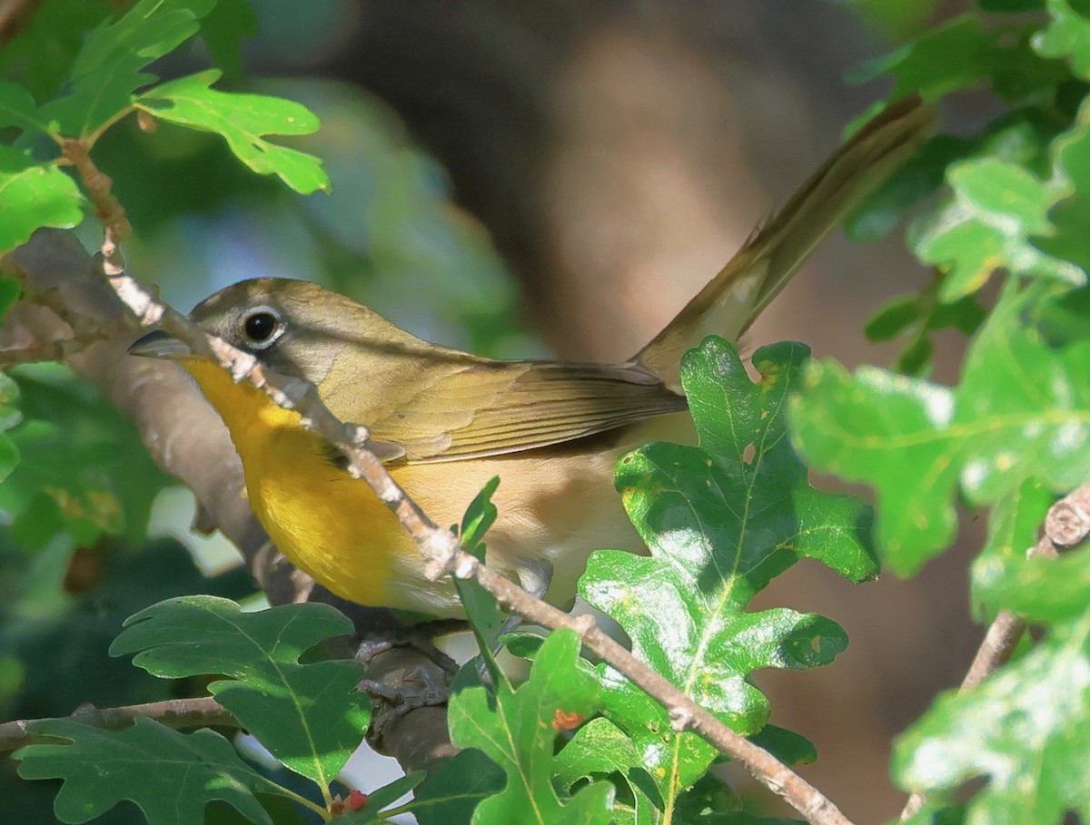 Yellow-breasted Chat - ML623680899