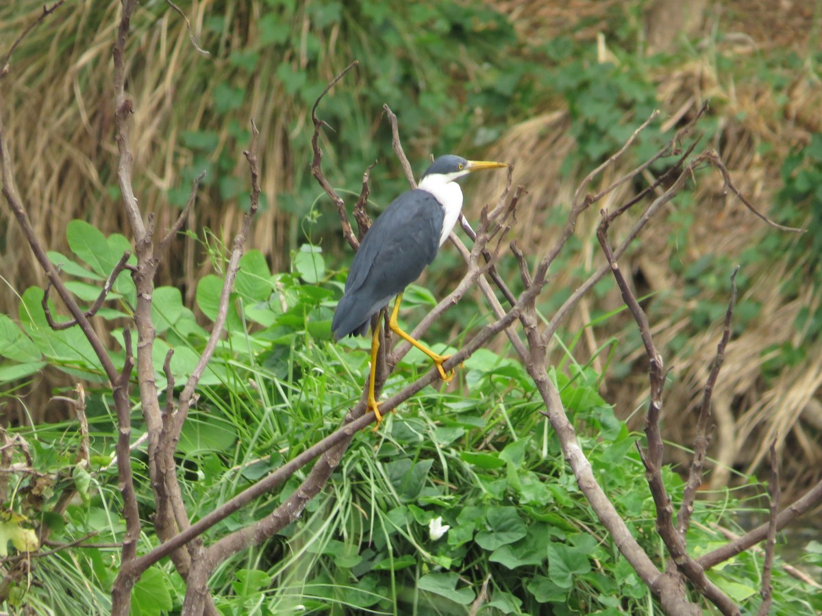 Pied Heron - ML623680935