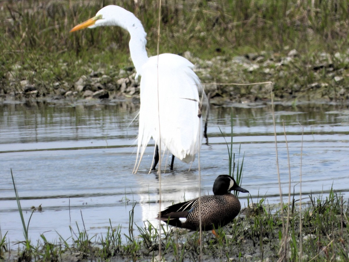 Great Egret - ML623680936