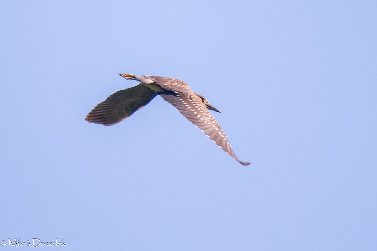 Black-crowned Night Heron - ML623680950