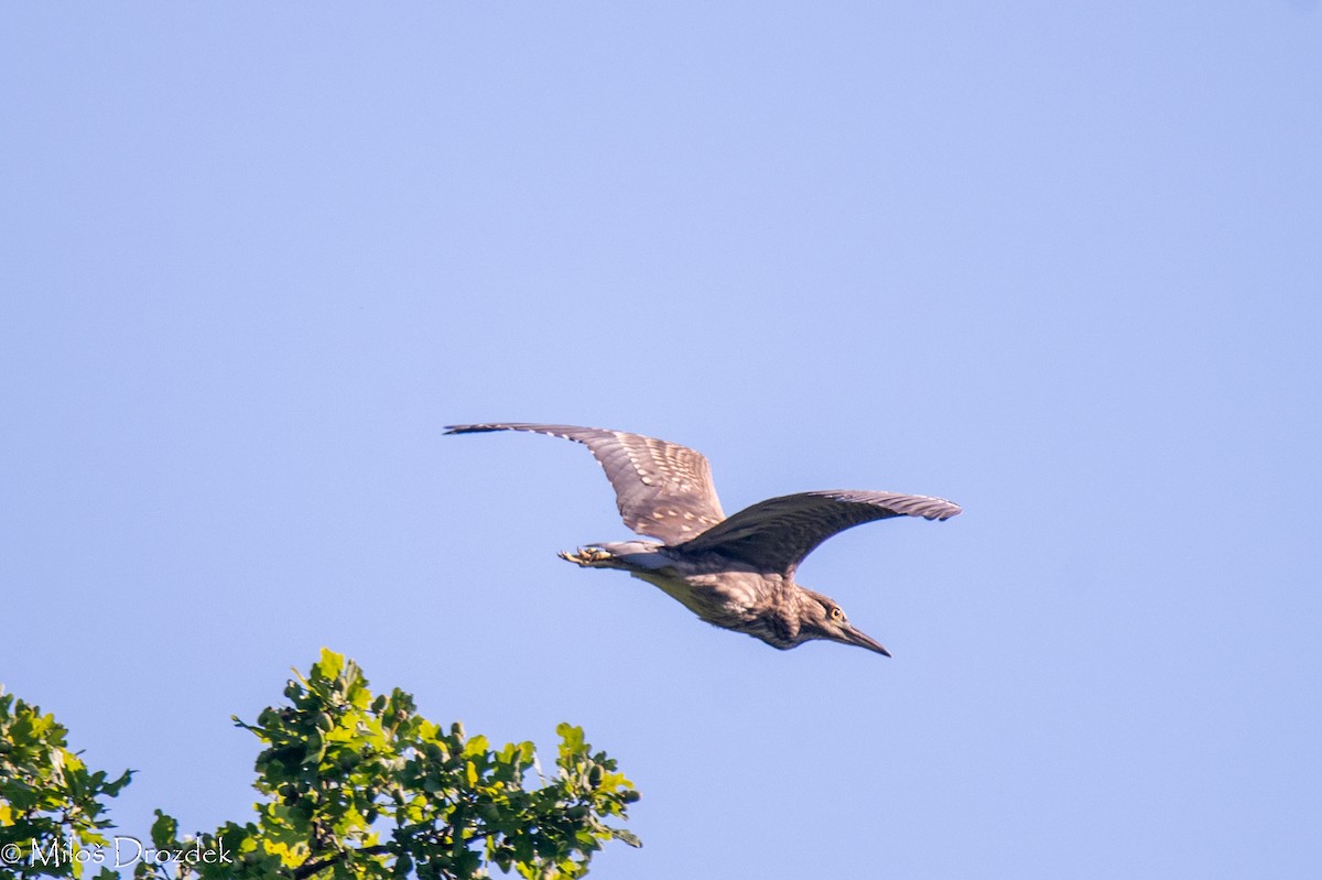 Black-crowned Night Heron - ML623680951