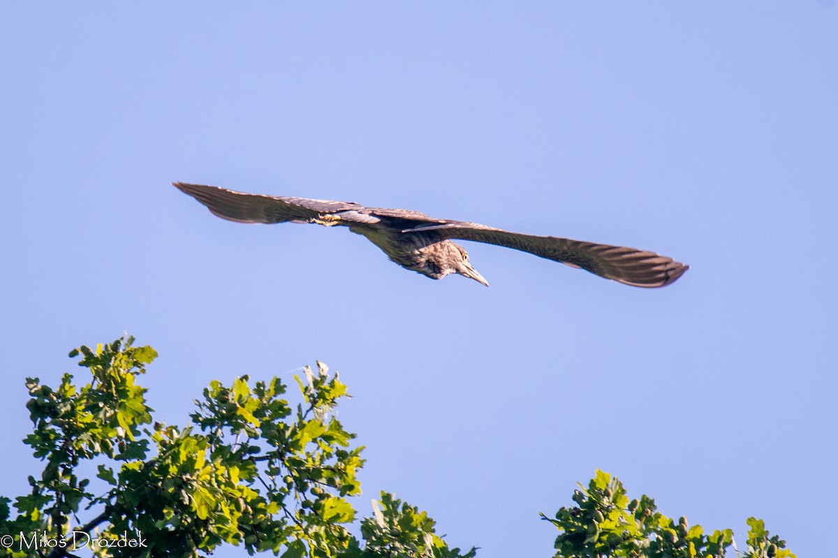 Black-crowned Night Heron - ML623680952