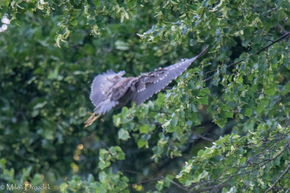 Black-crowned Night Heron - ML623680953