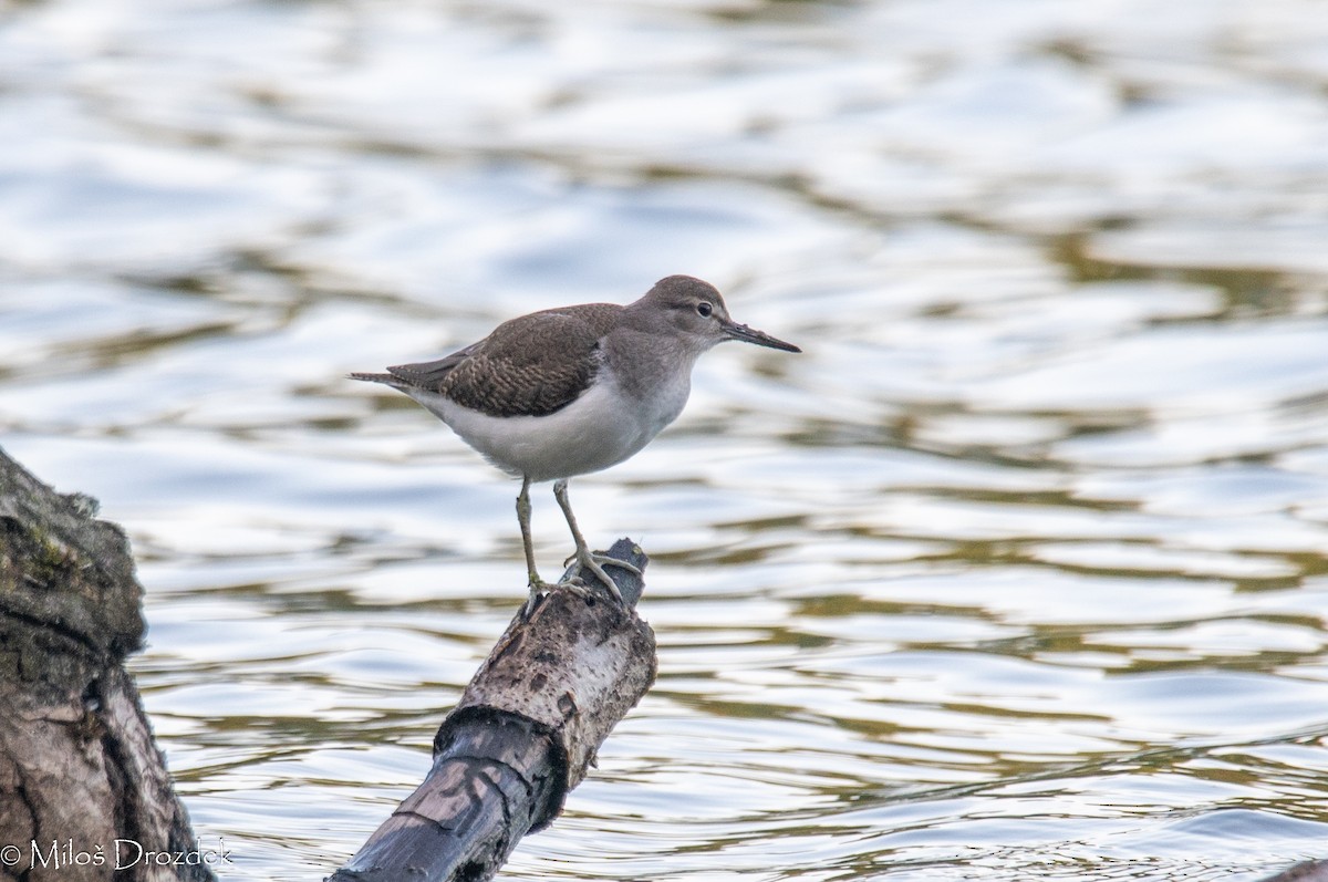 Common Sandpiper - ML623680954