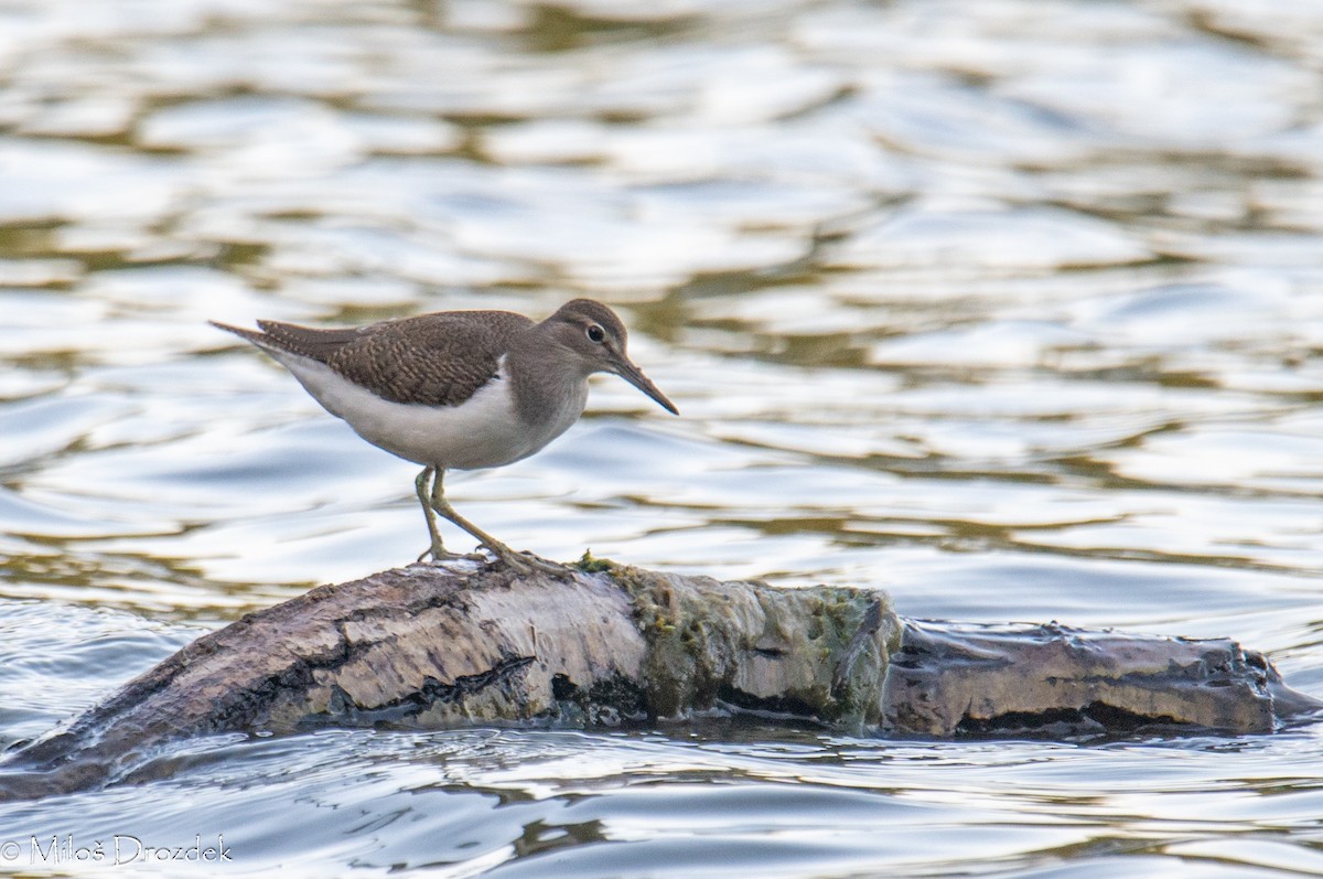 Common Sandpiper - ML623680955