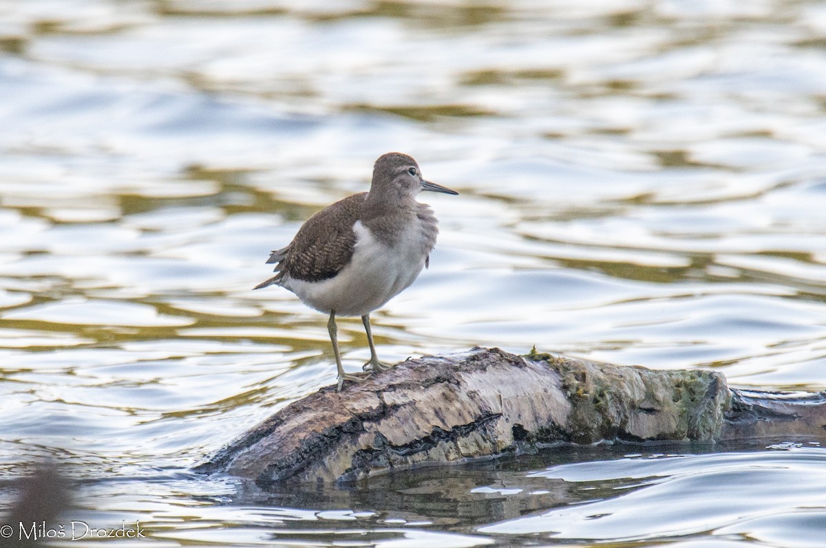 Common Sandpiper - Miloš Drozdek