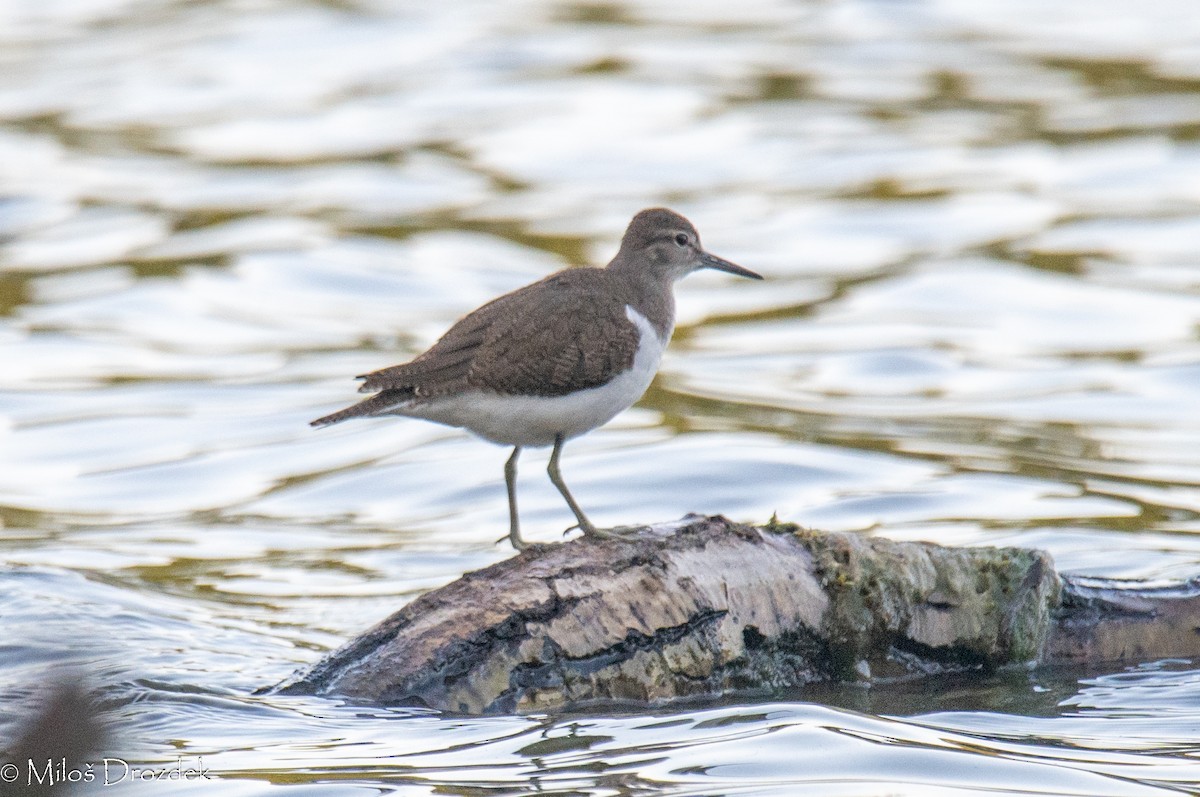 Common Sandpiper - ML623680957