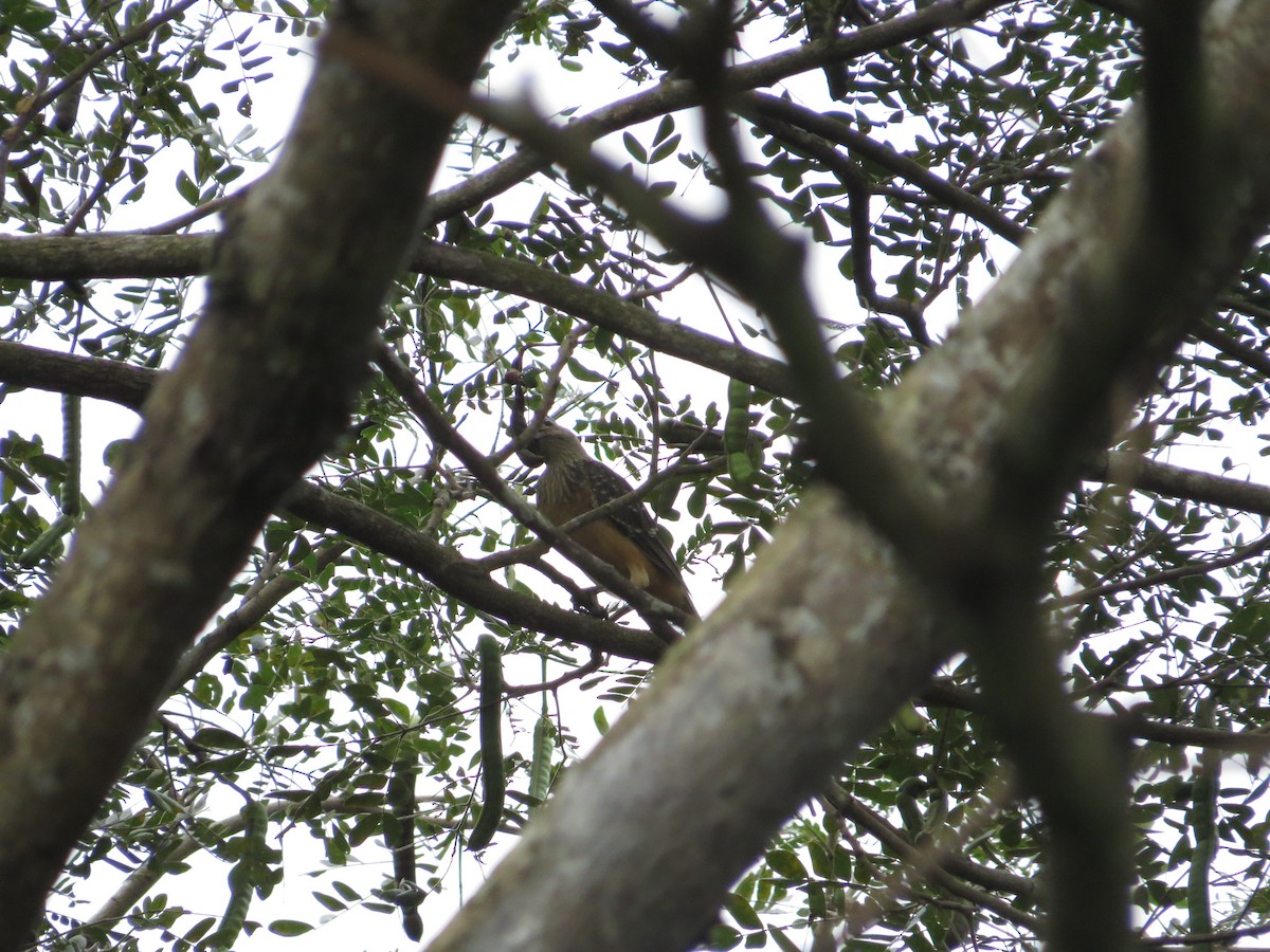 Fawn-breasted Bowerbird - ML623680973