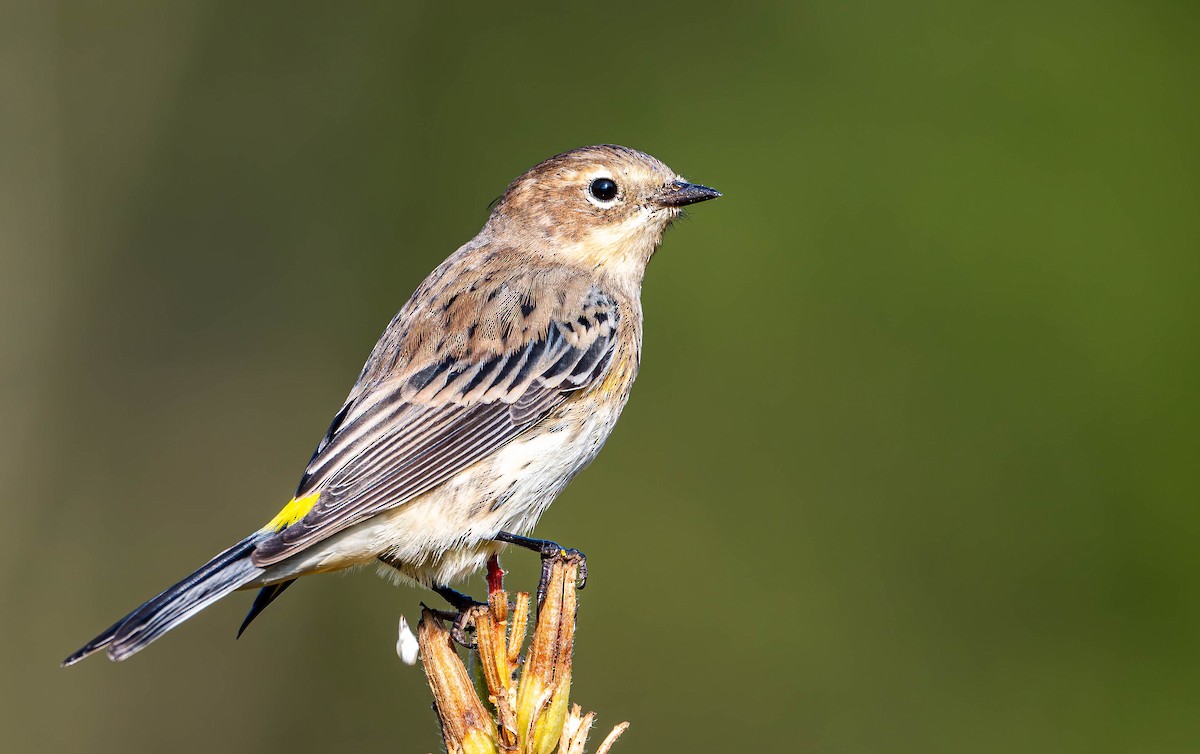 Yellow-rumped Warbler - ML623680985