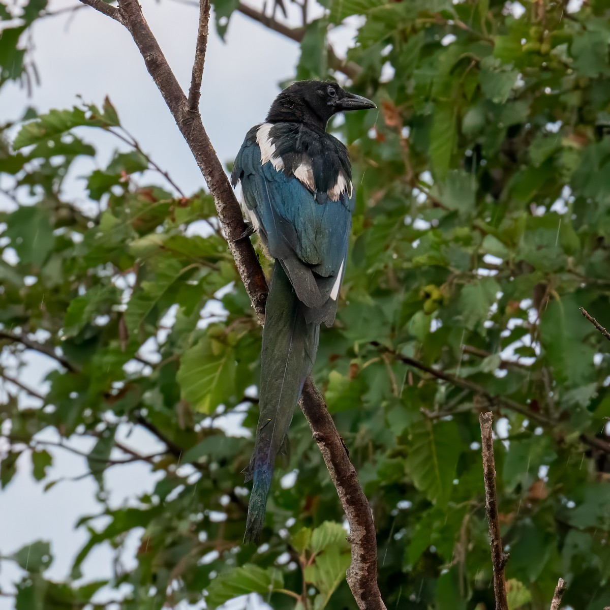 Black-billed Magpie - ML623681065