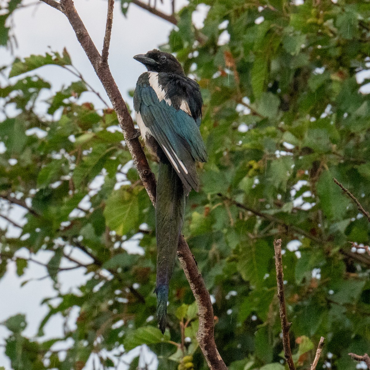 Black-billed Magpie - ML623681066