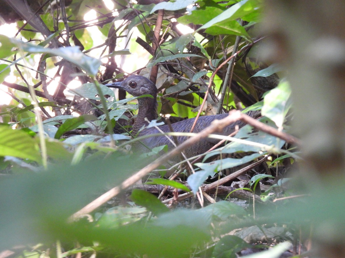 Undulated Tinamou - Bev Agler