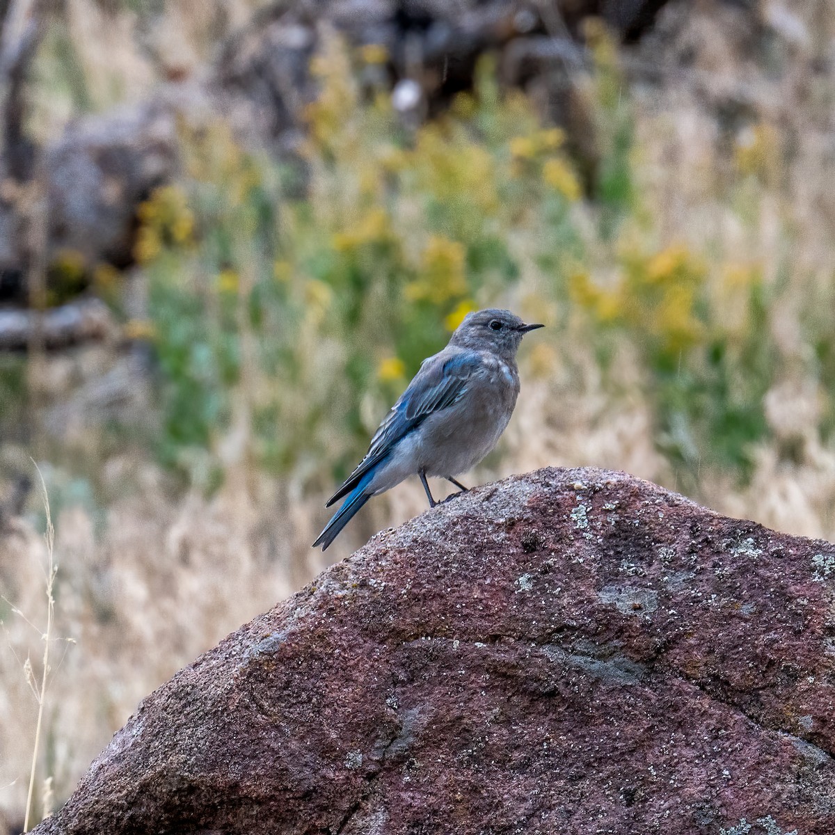 Mountain Bluebird - ML623681107