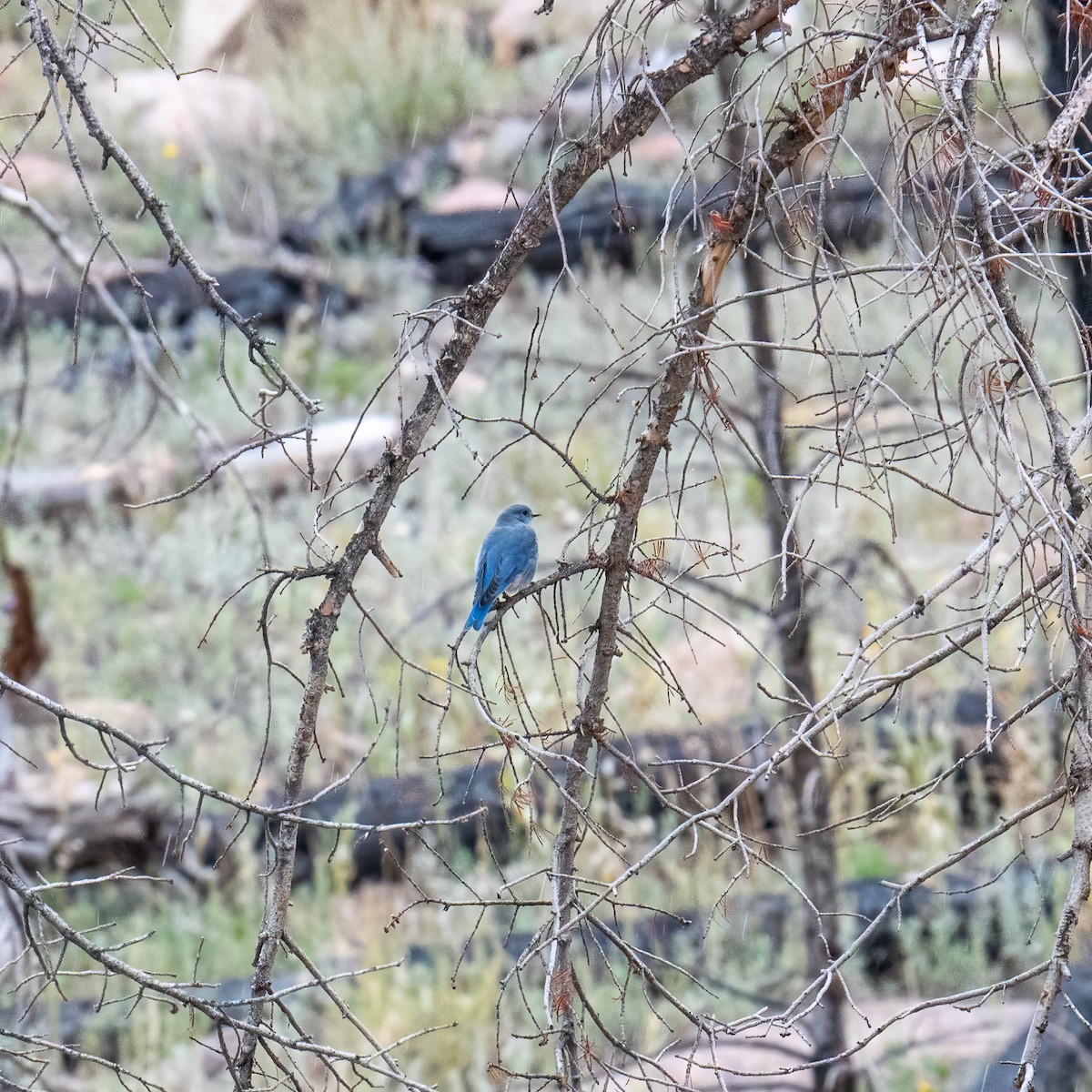 Mountain Bluebird - ML623681108