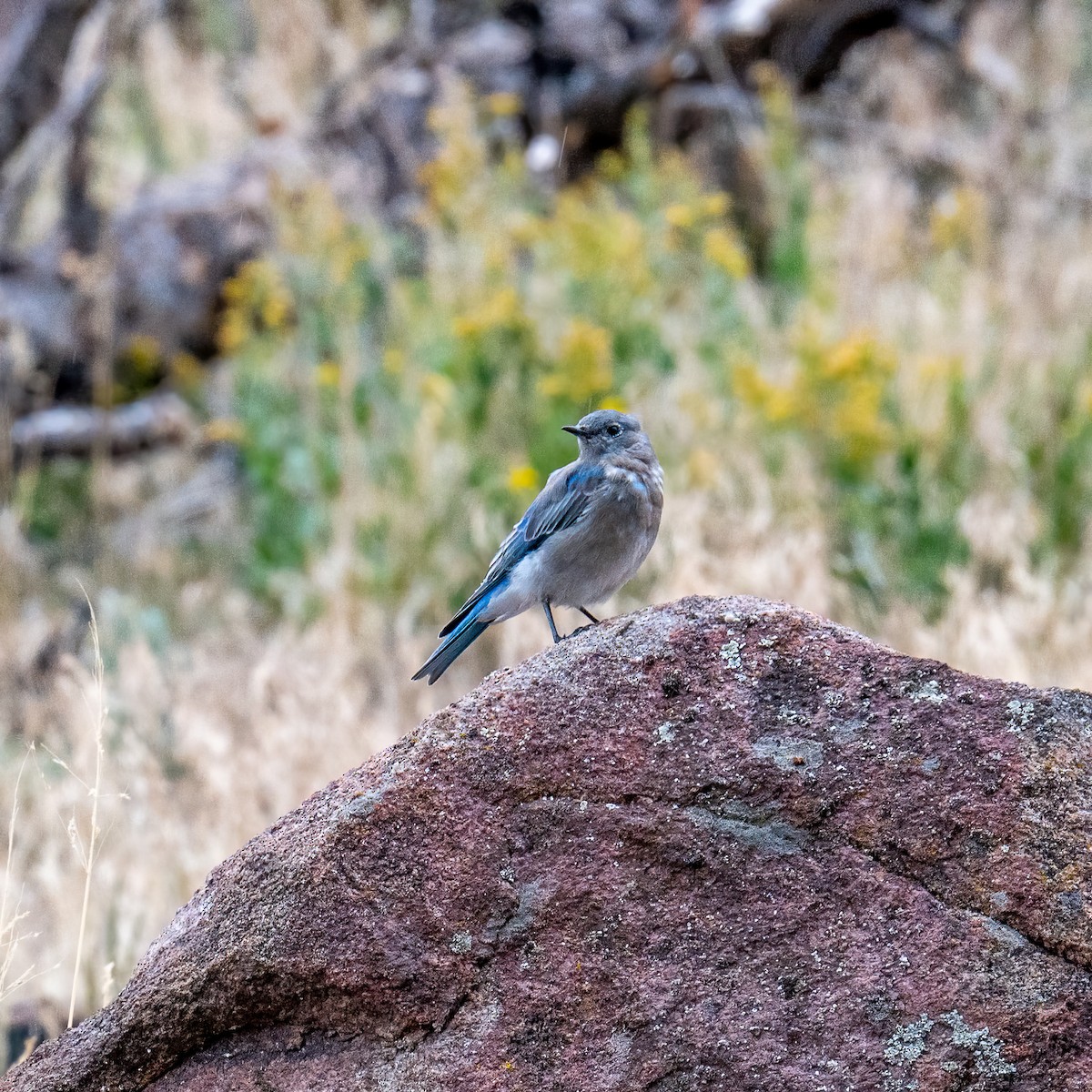 Mountain Bluebird - ML623681110