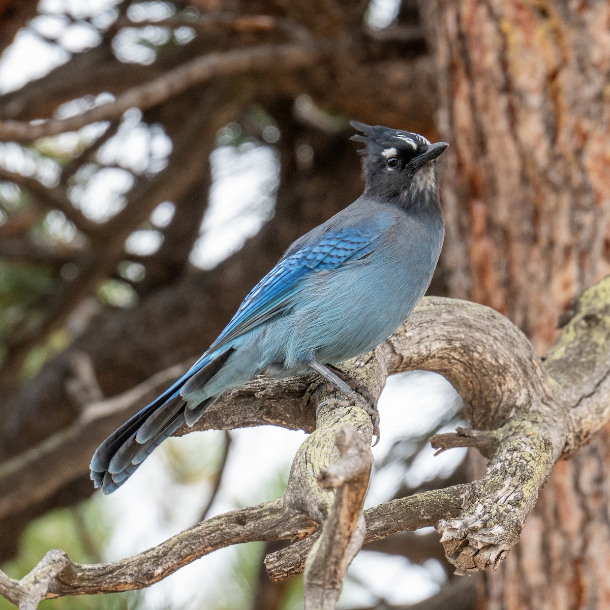 Steller's Jay - ML623681117