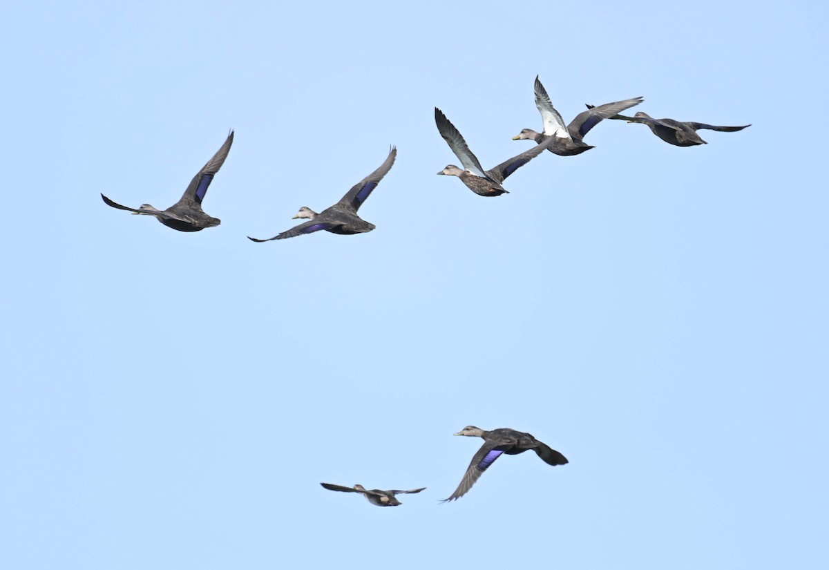 American Black Duck - ML623681153