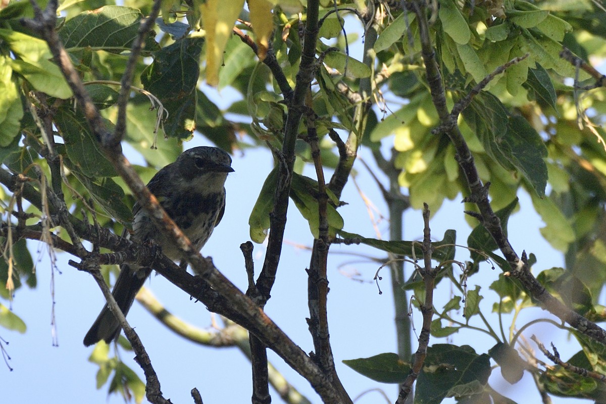 Yellow-rumped Warbler (Myrtle) - ML623681181