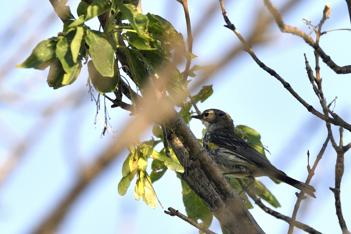 Yellow-rumped Warbler (Myrtle) - ML623681182