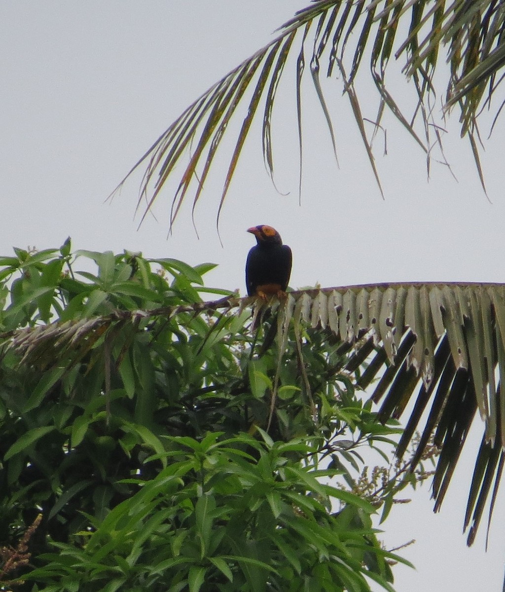 Yellow-faced Myna - ML623681194