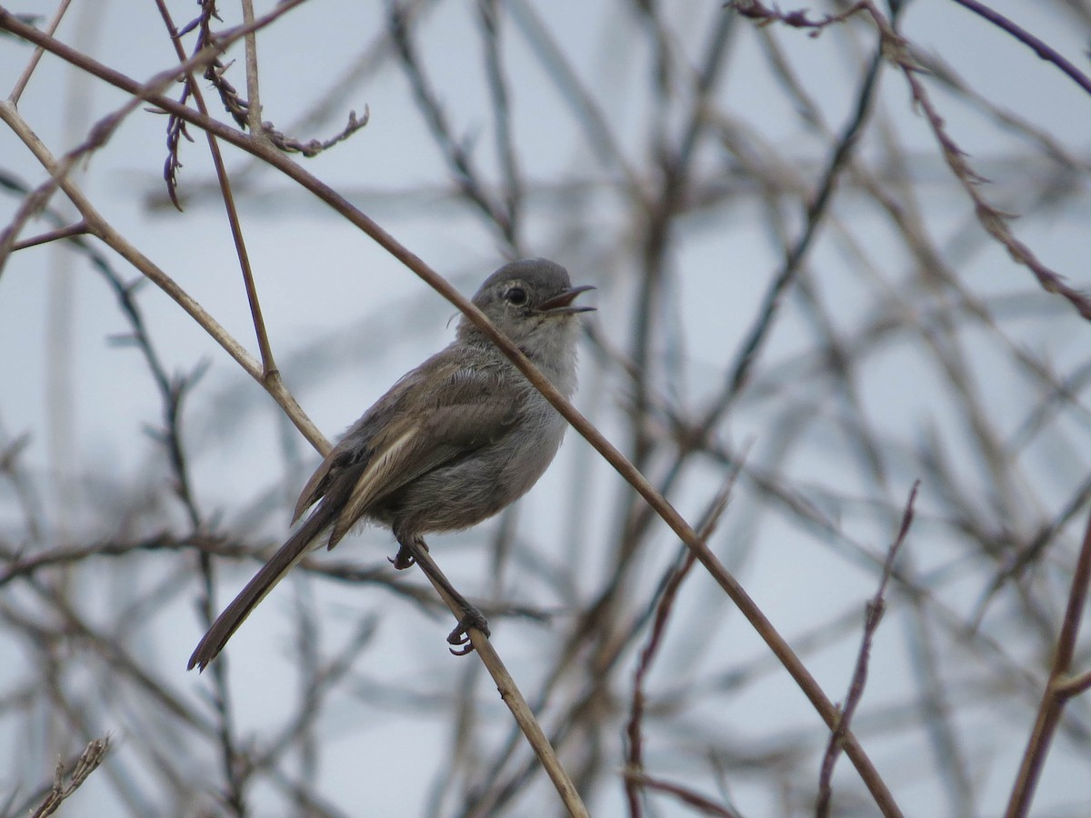 California Gnatcatcher - ML623681216