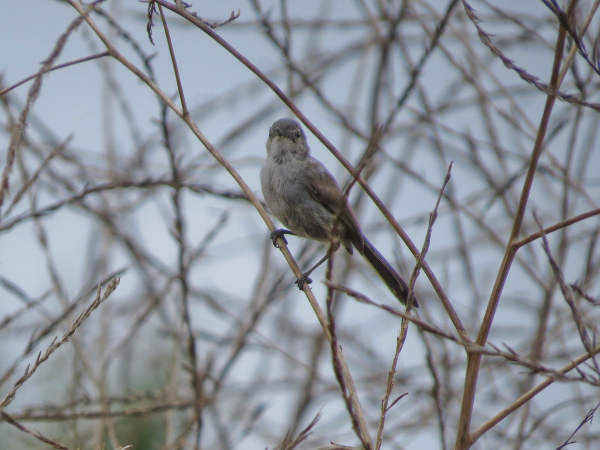 California Gnatcatcher - ML623681217