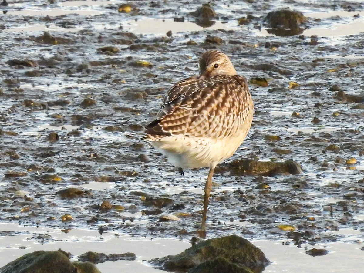 Bar-tailed Godwit - ML623681236