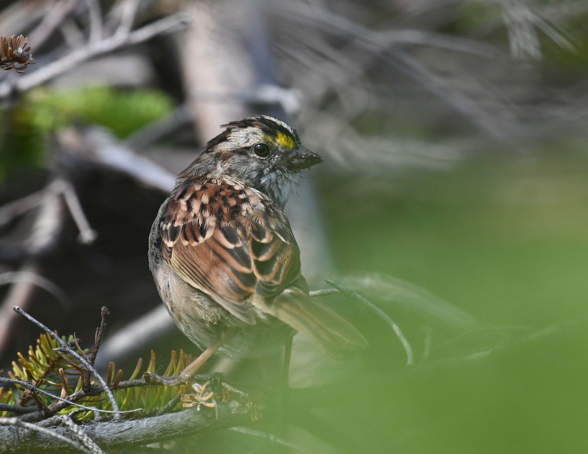 White-throated Sparrow - ML623681254