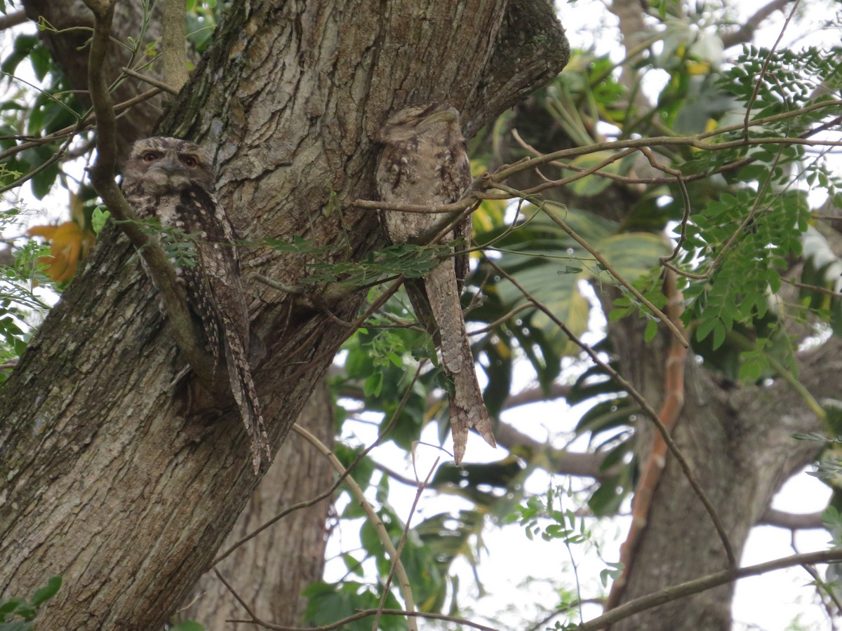 Papuan Frogmouth - ML623681266