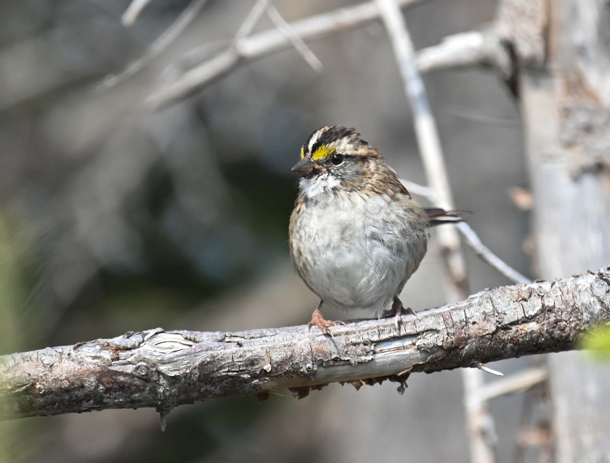 White-throated Sparrow - ML623681271