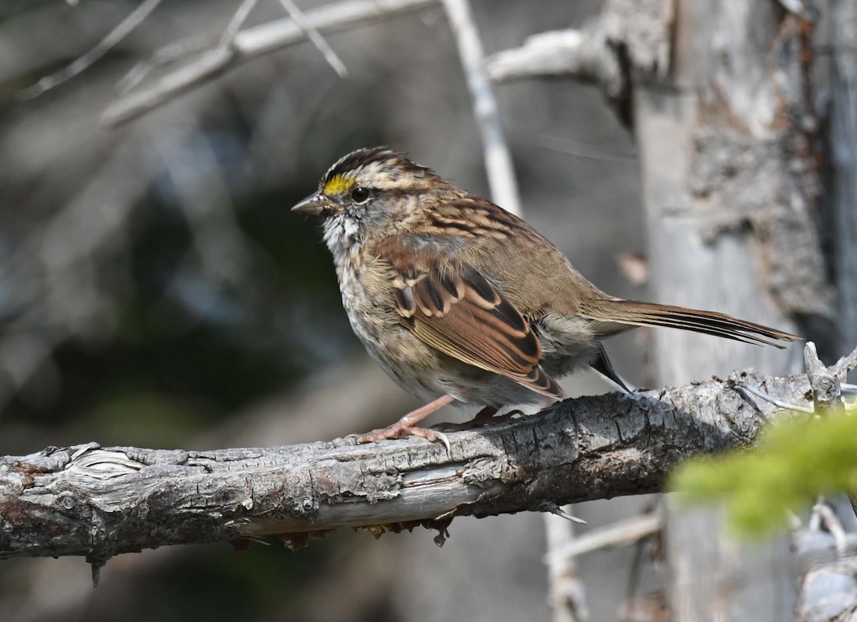 White-throated Sparrow - ML623681272