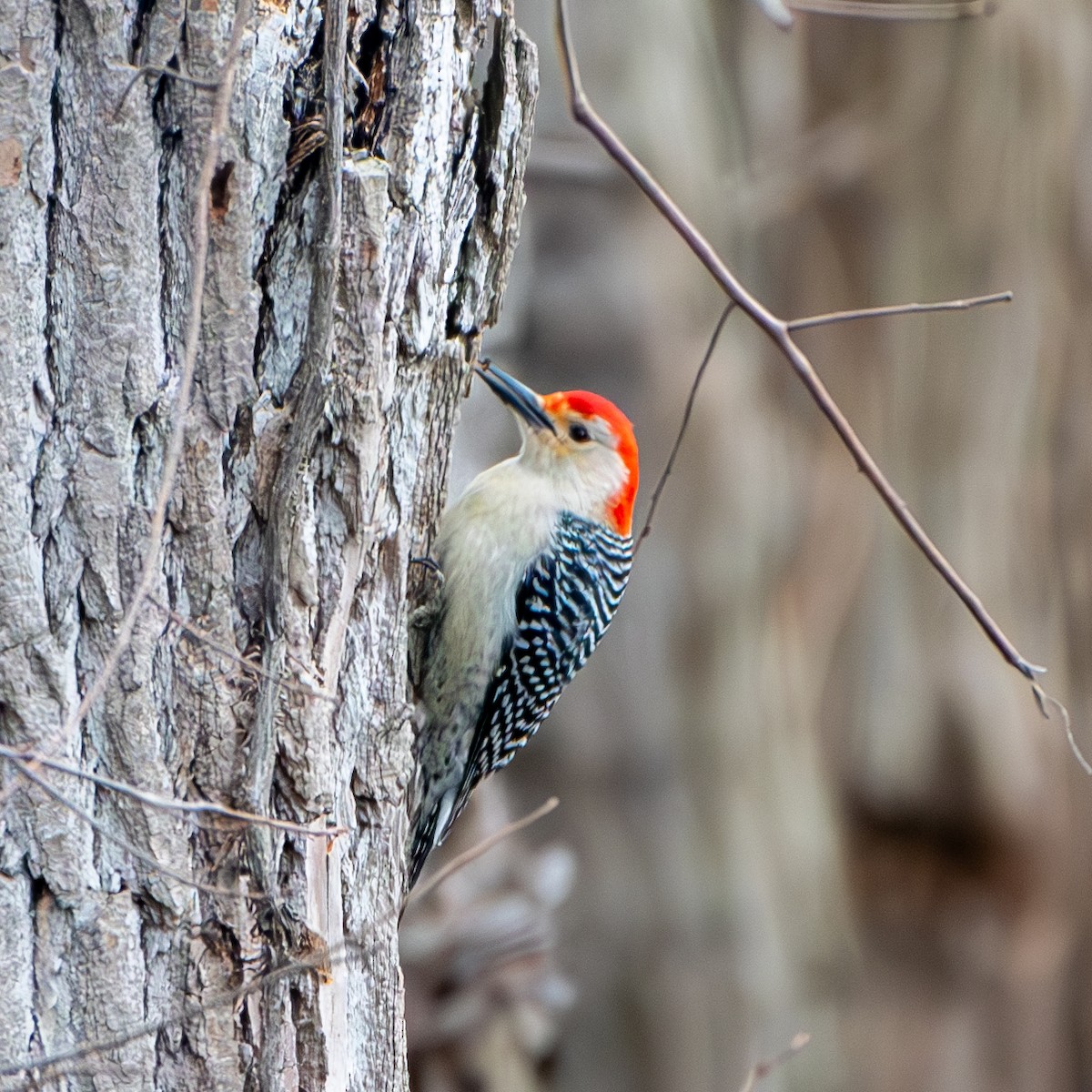 Red-bellied Woodpecker - ML623681284