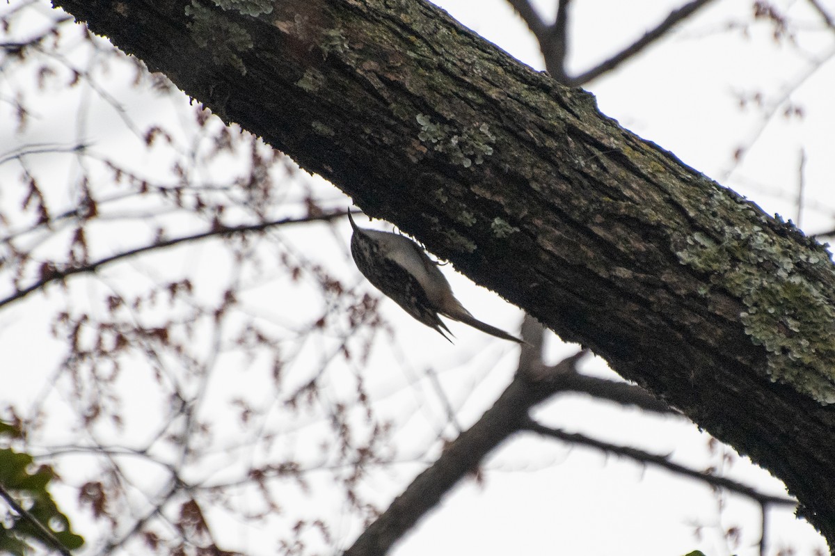 Brown Creeper - Dawn S