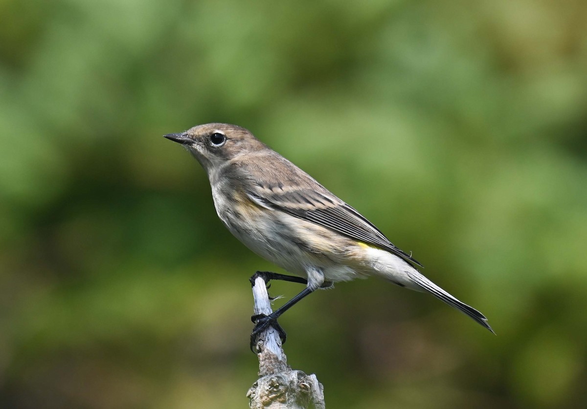 Yellow-rumped Warbler (Myrtle) - ML623681293