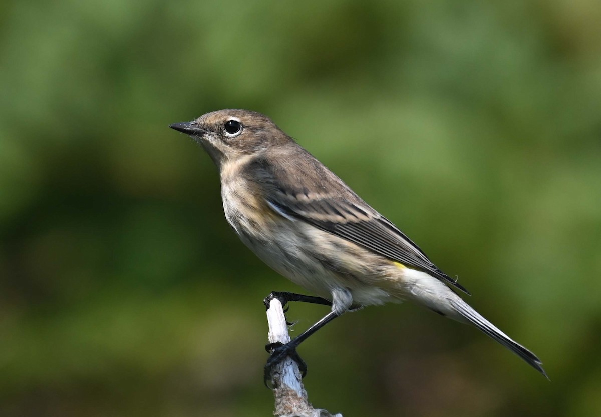 Yellow-rumped Warbler (Myrtle) - ML623681294