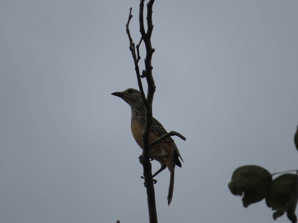 Fawn-breasted Bowerbird - ML623681329