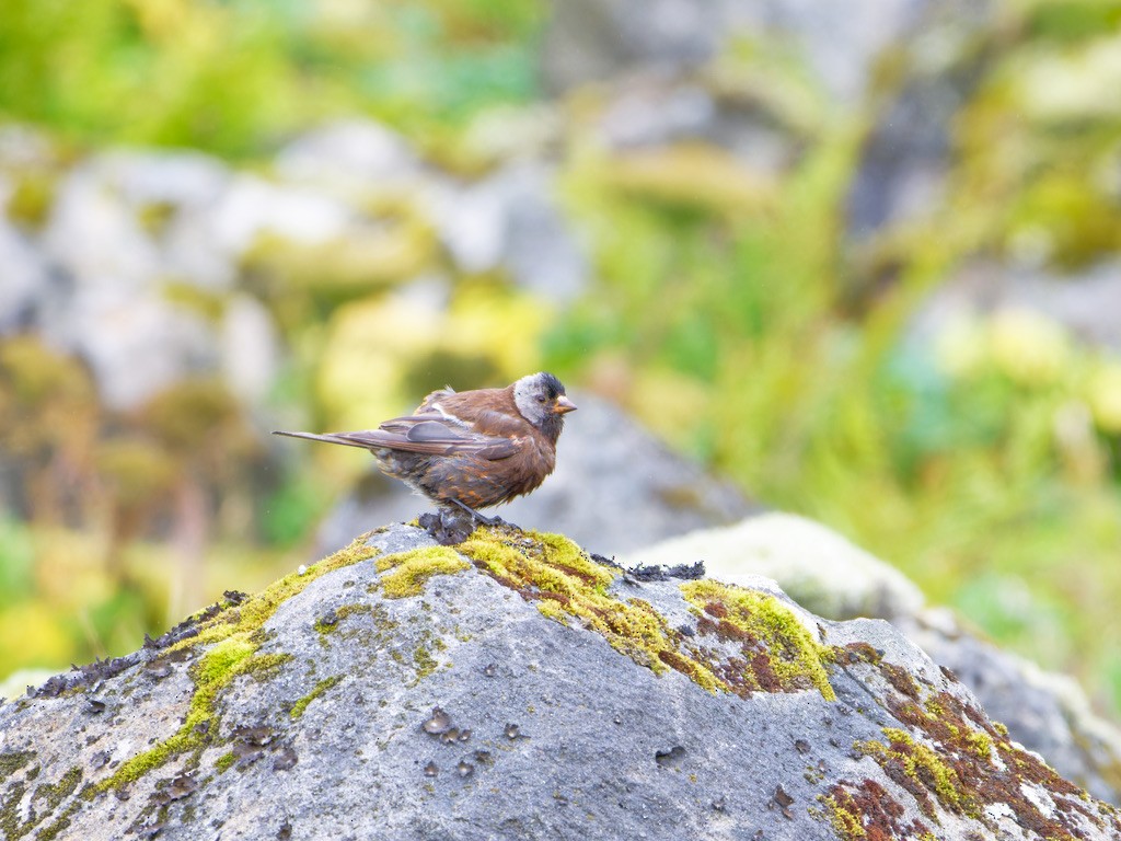 Gray-crowned Rosy-Finch (Pribilof Is.) - ML623681377